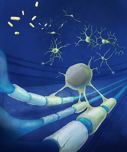 Illustration of an oligodendrocyte