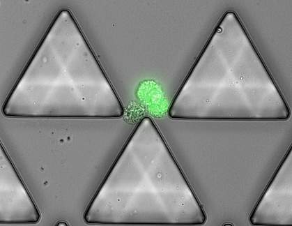 Circulating tumor cell cluster Circulating tumor cell cluster.