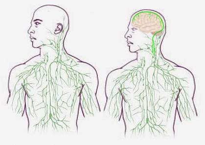 Maps of the lymphatic system. Maps of the lymphatic system.