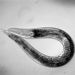 Caenorhabditis elegans Caenorhabditis elegans