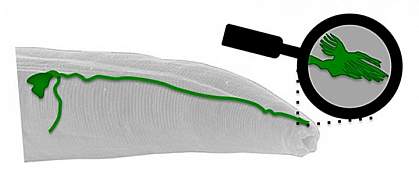 A TV antenna-like structure at the tip of a neuron (green) in a tiny worm senses Earth’s magnetic field. A TV antenna-like structure at the tip of a neuron (green) in a tiny worm senses Earth’s magnetic field.