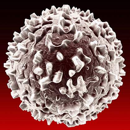 White blood cell White blood cell
