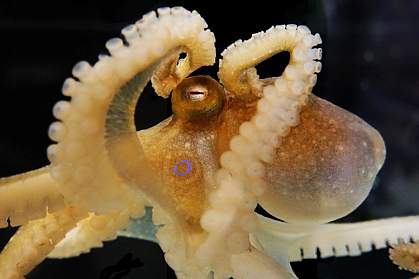 Scientists sequenced and analyzed the genome of the California two-spot octopus Scientists sequenced and analyzed the genome of the California two-spot octopus