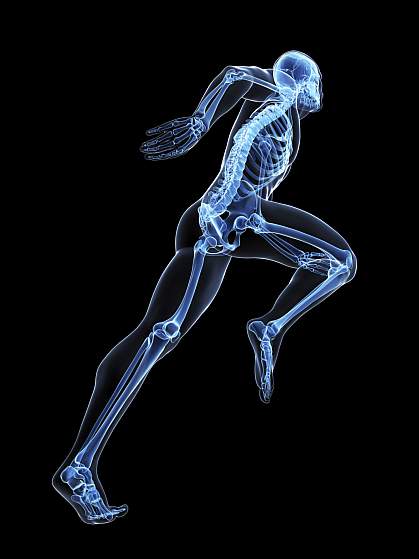 X-ray style illustration of a skeleton. X-ray style illustration of a skeleton.