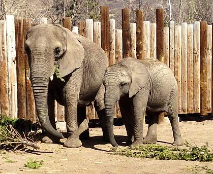 Elephants. Elephants.