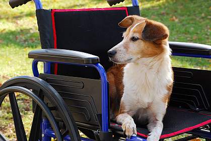 A dog sitting in a wheelchair A dog sitting in a wheelchair