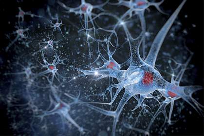 Illustration of neurons Illustration of neurons