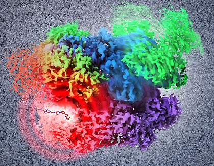 Illustration of p97 with inhibitor Illustration of p97 with inhibitor