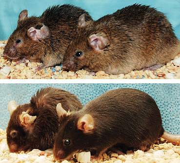Two pairs of mice, with right ones looking younger and healthier. Two pairs of mice, with right ones looking younger and healthier.