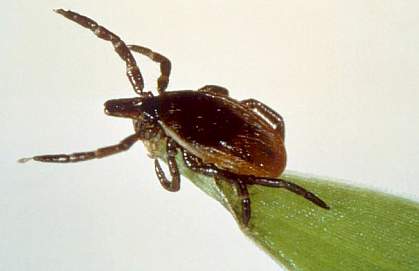 Blacklegged tick Blacklegged tick