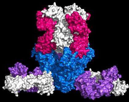 Ebola virus bound by antibodies