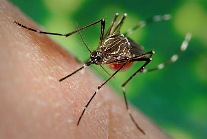 Aedes aegypti mosquito Aedes aegypti mosquito