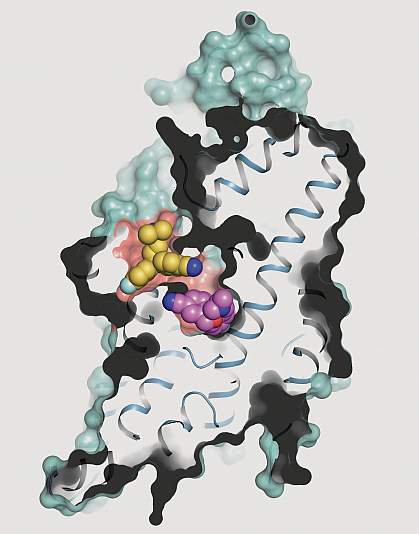 Human serotonin transporter structure Human serotonin transporter structure