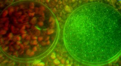 Simulated mouse view of soiled bedding and plant seeds Urine and plant seeds appear in dishes with high contrast
