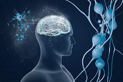 Brain and neurons Stylized illustration of human brain and neurons.