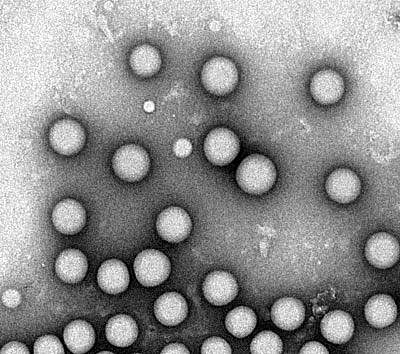 Targeted nanoparticles Image of several small spheres.
