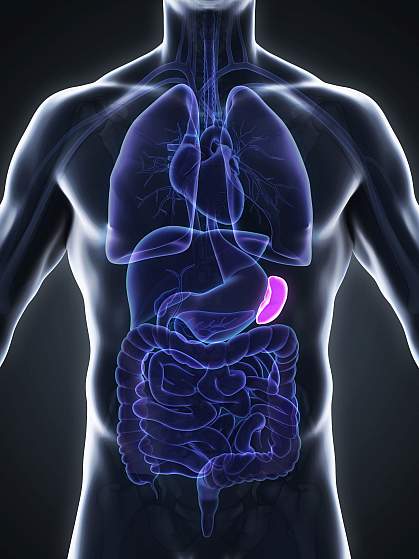 Illustration of spleen in human body Illustration of spleen in human body,