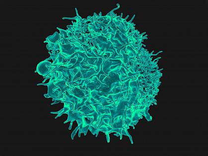 A colorized scanning electron micrograph of a T cell. A colorized scanning electron micrograph of a T cell.