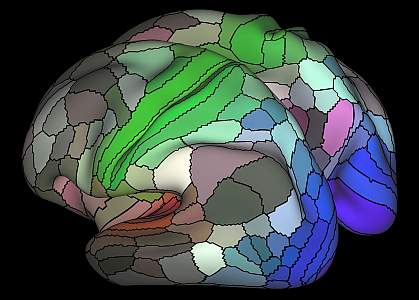 Illustration of human brain cortex. Illustration of human brain cortex.