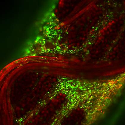 Confocal image of live cells embedded in woven scaffold. Confocal image of live cells embedded in woven scaffold.