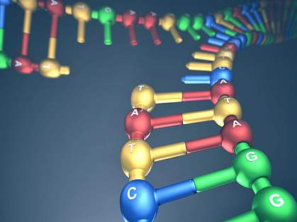 Illustration of a replication fork Illustration of a replication fork