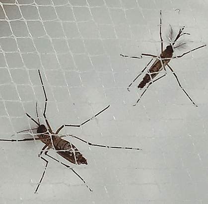 Aedes aegypti mosquitos on netting Aedes aegypti mosquitos on netting