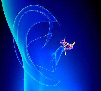 Anatomy of inner ear Illustration of inner ear anatomy