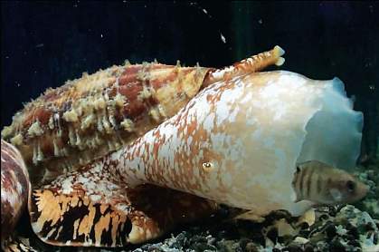 Cone snail Cone snail