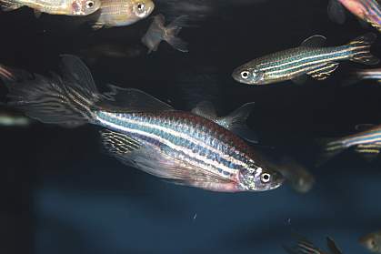 Zebrafish Zebrafish