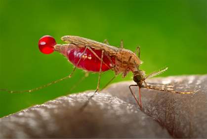 A feeding Anopheles gambiae mosquito A feeding Anopheles gambiae mosquito