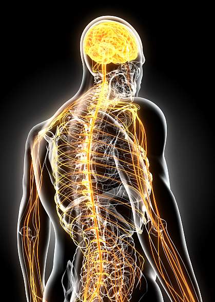 Illustration of brain and nervous system Illustration of brain and nervous system