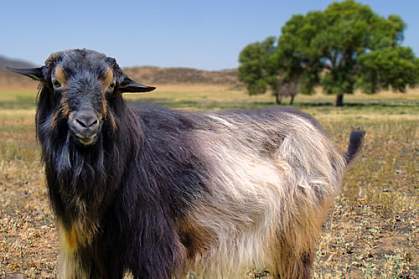 Papadum the goat Papadum the goat