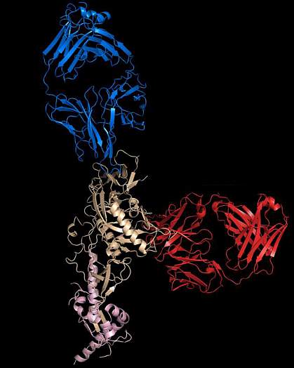 Broadly Neutralizing Antibodies 10-1074 and 3BNC117 bound to SHIV Spike Protein-structure model shows the 10-1074 antibody (blue) bound to the top of the SHIV spike and 3BNC117 antibody (red) bound to the side