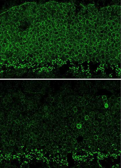 Nrl gene expression in mouse retina Nrl gene expression in mouse retina