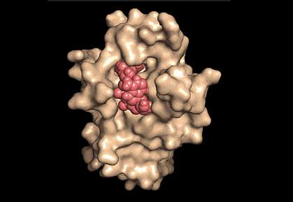 Model of NAD+ bound to DBC1 Model of NAD+ bound to DBC1