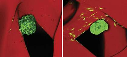 Follicles attached to corners of pores in filament scaffolds. Follicles attached to corners of pores in filament scaffolds.