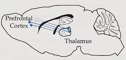 llustration of neurons connecting the thalamus, which is near the center of the brain, to the prefrontal cortex at the front of the brain. Illustration of neurons connecting the thalamus, which is near the center of the brain, to the prefrontal cortex at the front of the brain.