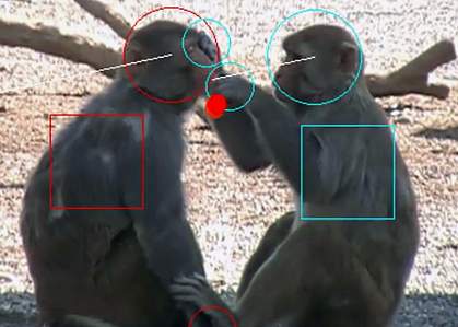 Monkeys grooming Image capture from a video shows monkeys grooming with a red dot overlaid where one monkey’s hand is touching the other’s face.