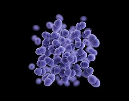 Enterococcus bacteria Enterococcus bacteria
