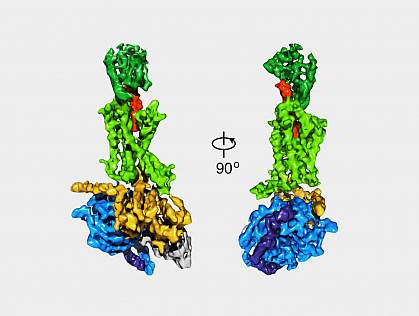 Views of the GLP-1 receptor Views of the GLP-1 receptor