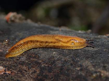 Dusky Arion slug Dusky Arion slug