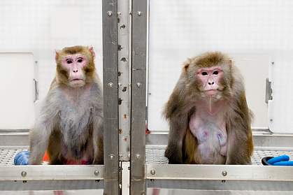 Calorie-restricted monkey and monkey fed a normal diet A calorie-restricted monkey is thinner and looks younger than one fed a normal diet.