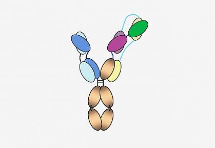 Diagram of the “three-in-one” HIV antibody Diagram of the “three-in-one” HIV antibody