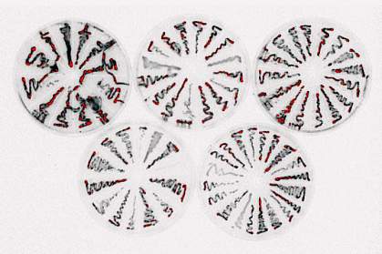 Bacteria growing on petri dishes Bacteria growing on petri dishes