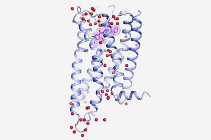 Dopamine D4 receptor Structure of dopamine D4 receptor