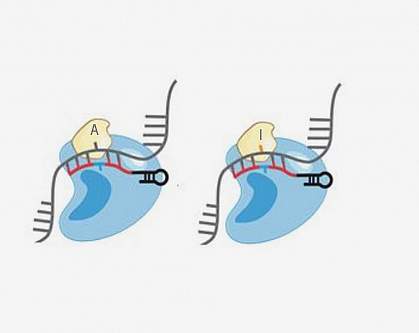 Cas13-ADAR fusion protein for RNA editing Cas13-ADAR fusion protein for RNA editing