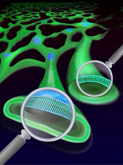 Solid-like domains in the ER Magnification of a solid-like patch in the ER shows a more ordered lipid structure than in another section of the ER