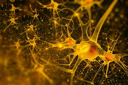 Neurons Illustration of neurons