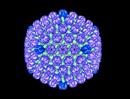 Herpes simplex virus-1 capsid Herpes simplex virus-1 capsid