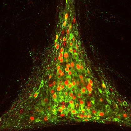 Brain circuits that control fluid drinking Brain circuits that control fluid drinking